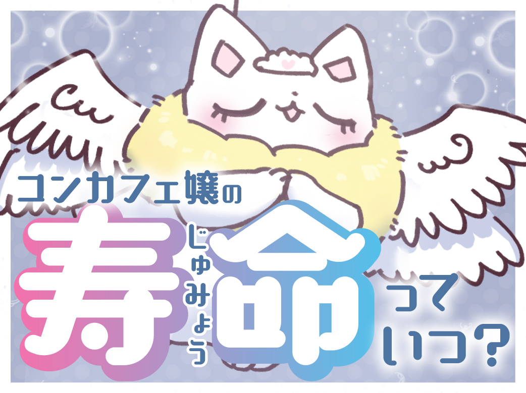 コンカフェ嬢の寿命はいつ？30代は厳しいってホント？